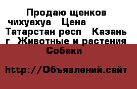 Продаю щенков чихуахуа › Цена ­ 15 000 - Татарстан респ., Казань г. Животные и растения » Собаки   